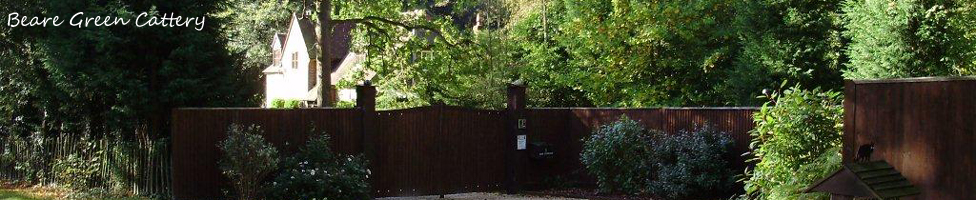 Welcome to Beare Green Boarding Cattery
