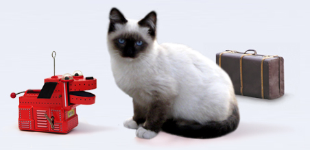 Where your cat's welfare matters